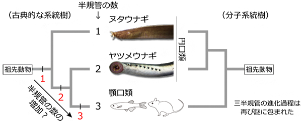 円口類の系統と三半規管の進化のシナリオの図