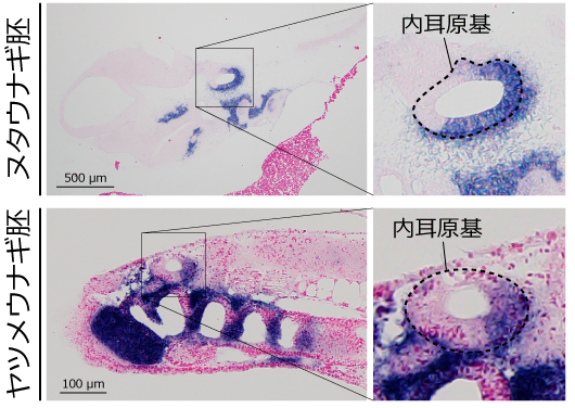 円口類の内耳における遺伝子発現の図