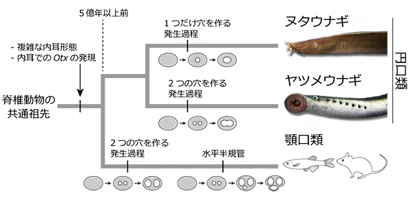 本研究で明らかになった三半規管の進化の図