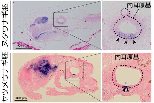 ヌタウナギとヤツメウナギにおける水平半規管の発生に関わる遺伝子の発現の図