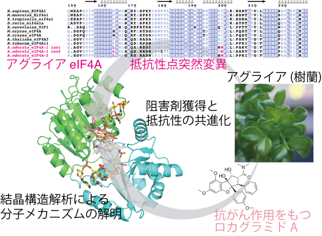 ロカグラミドAとeIF4Aの共結晶構造と、アグライアeIF4Aが持つ点変異の図