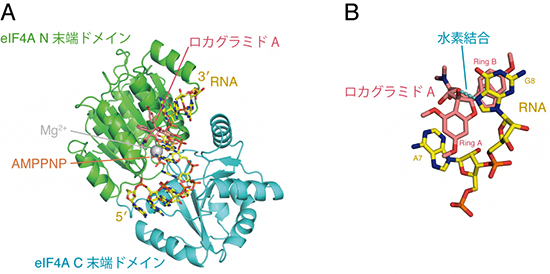 ロカグラミドAとeIF4Aの結合の図