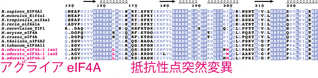 アグライアeIF4Aの抵抗性点突然変異の図