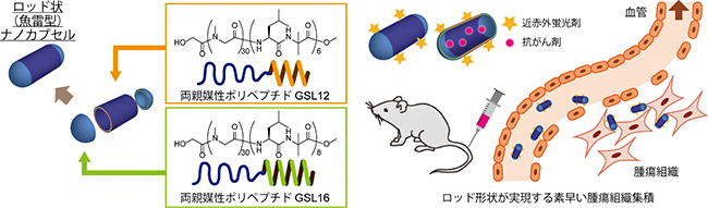 魚雷型ナノカプセルの設計と薬剤輸送の図