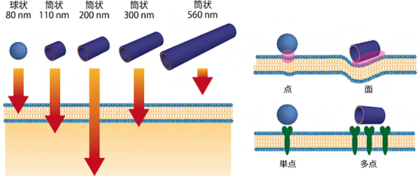 球状より素早く細胞に取り込まれる筒状構造体とその理由の仮説の図