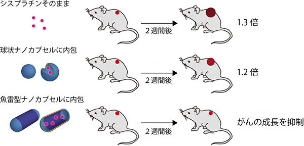 シスプラチン内包魚雷型ナノカプセルの投与によるがんの成長抑制の図
