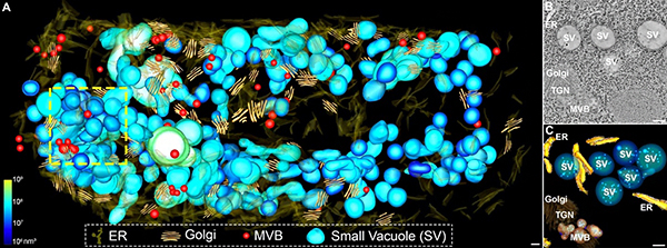 シロイヌナズナ根の初期皮層細胞の多胞体（MVB）と小さな液胞（SV）の3次元分布の図