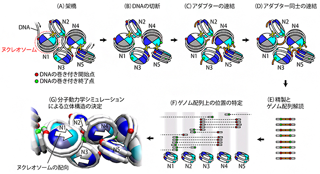 本研究で開発した「Hi-CO法」の概要の図