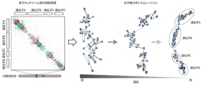 分子動力学シミュレーションによる3次元構造の導出の図