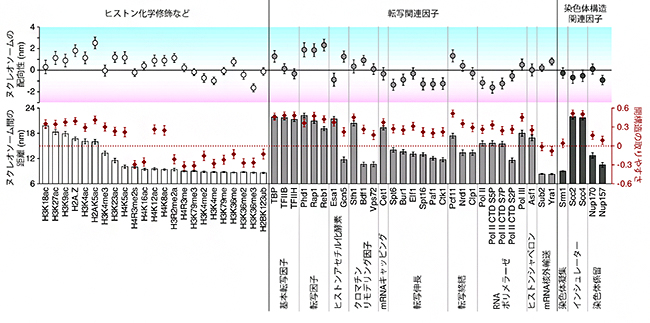 エピゲノム因子によるヌクレオソームの配置構造の変化の図