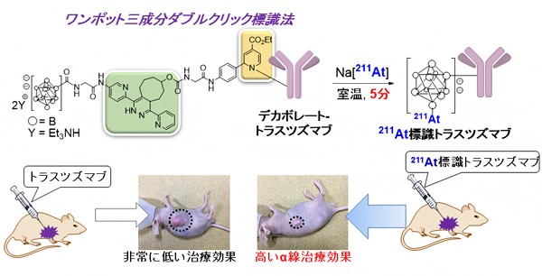 理研クリック標識技術による211At標識抗体（トラスツズマブ）の実用的合成法とα線治療の図