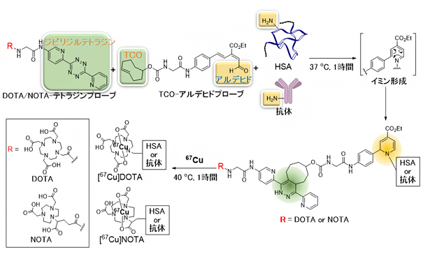 二つの理研クリック試薬を用いたワンポット三成分ダブルクリックによる67Cu標識の図