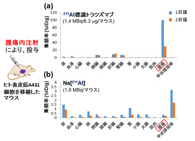 ダブルクリック標識法により合成した211At標識トラスツズマブのα線治療効果解析Iの図