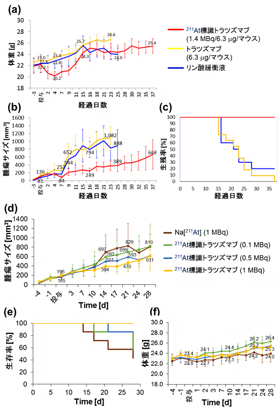 ダブルクリック標識法により合成した211At標識トラスツズマブのα線治療効果解析IIの図