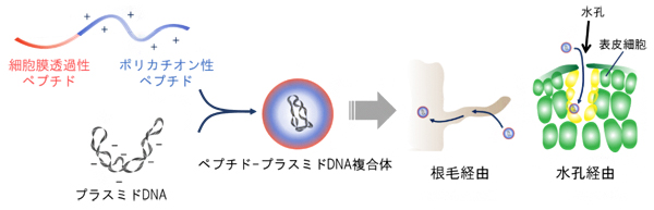 ペプチド-プラスミドDNA複合体は「根毛」または「水孔」経由で取り込まれるの図