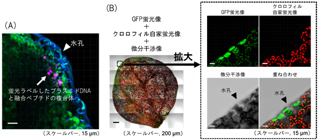 ペプチド-プラスミドDNA複合体を導入したシロイヌナズナの葉の蛍光画像の図