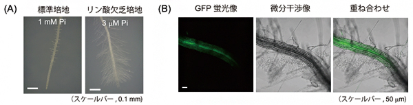 根毛の伸長を促進したシロイヌナズナの根でのGFP蛍光画像の図