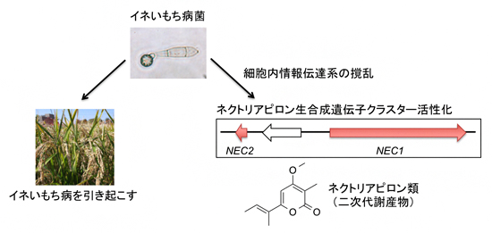 イネいもち病菌におけるネクトリアピロン類の生産誘導の図