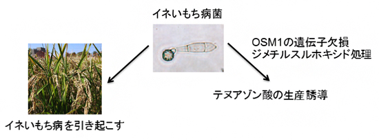 イネいもち病菌とテヌアゾン酸の図