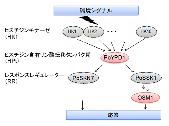 イネいもち病菌の二成分情報伝達系の図