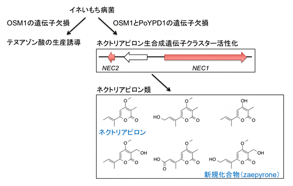 ネクトリアピロン類の生産誘導の図