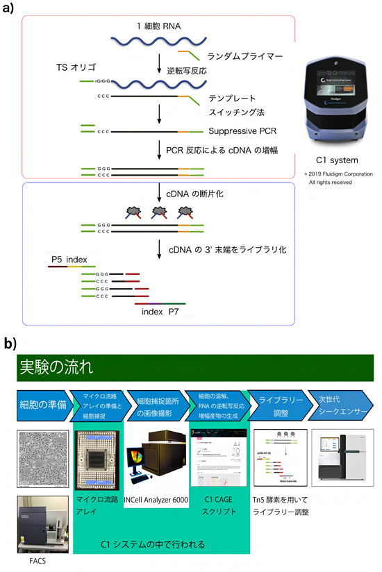 今回開発したC1 CAGE法の反応と実験の流れの図