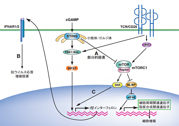 STINGによるT細胞の抗ウイルス応答と細胞増殖抑制の分子メカニズムの図