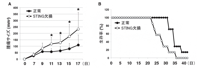 T細胞のSTINGによる抗腫瘍効果の図