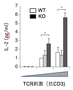CIN85欠損T細胞の抗原刺激による活性化の亢進の図