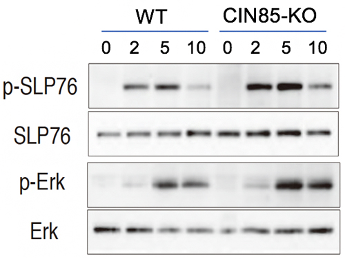 CIN85欠損T細胞におけるTCR下流分子のリン酸化の亢進の図