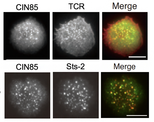 活性化に伴うCIN85、Sts-2のTCRミクロクラスターへの集積の図