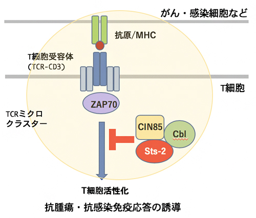 CIN85によるT細胞活性化シグナルの抑制機構の図