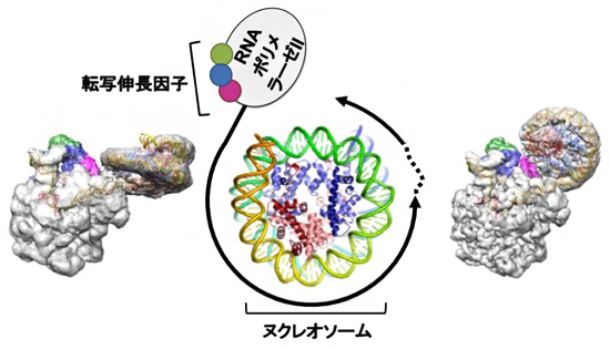 ヌクレオソームDNAの転写（中央の模式図）を捉えたクライオ電子顕微鏡像（左と右）の図