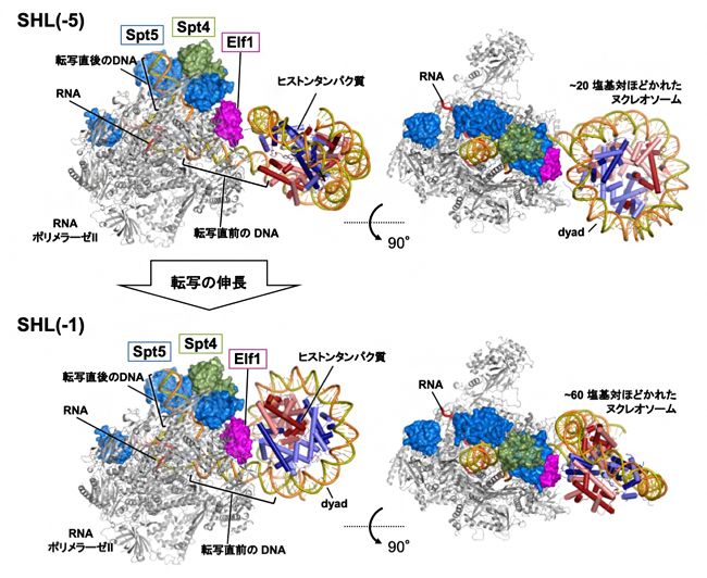 転写伸長中のRNAPII、転写伸長因子、ヌクレオソームの立体配置の図
