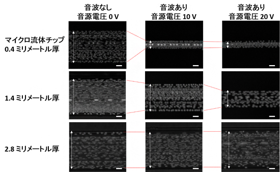 微粒子音響絞り込みに対するガラス製マイクロ流体チップと厚さの影響の図