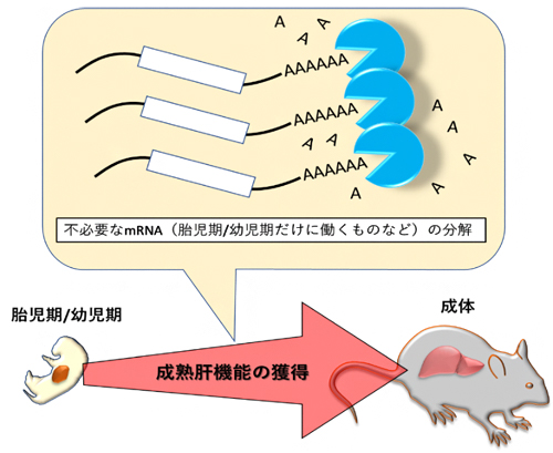 肝臓機能の成熟を促すmRNA分解の図