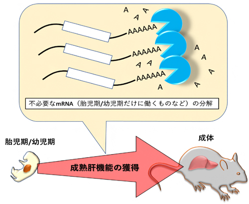 メッセンジャー rna