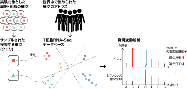 細胞検索と発現変動解析の図