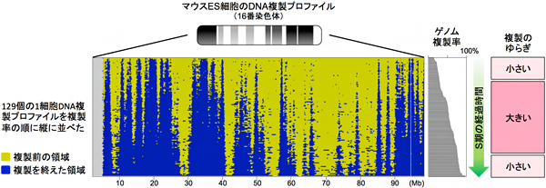 マウスES細胞のゲノムDNAが複製されていく様子と細胞間の複製のゆらぎの図