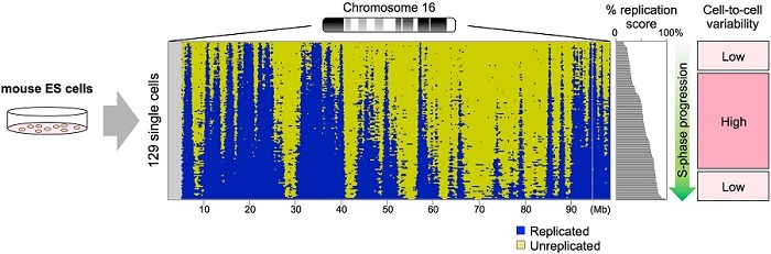 Image of single-cell DNA replication profile