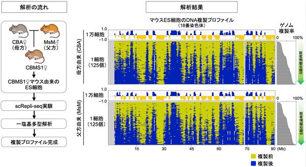 父方由来と母方由来の染色体を識別したscRepli-seqデータの図