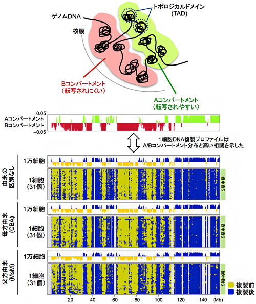 A/Bコンパートメント分布と1細胞レベルの複製ドメイン分布の相関の図