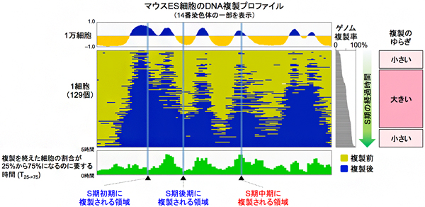 S期初期・後期および中期におけるゲノムDNA複製時期のゆらぎの大きさの図