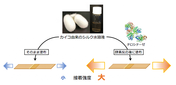 酵素反応による接着機能を付与したシルクタンパク質の合成の図