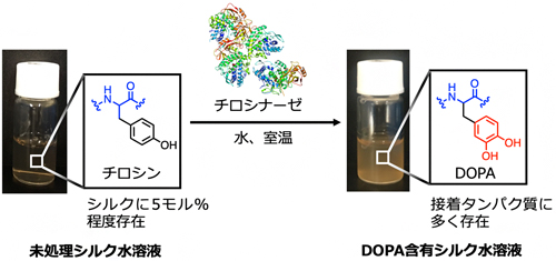 チロシナーゼを用いるDOPA含有シルクの合成の図