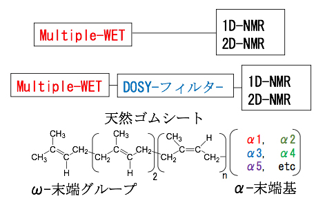 今回使用したNMR測定法と観測できた天然ゴムの末端基の図