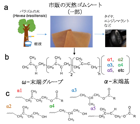 市販の天然ゴムシート(a)と今回明らかになった末端基の構造(b,c)の図