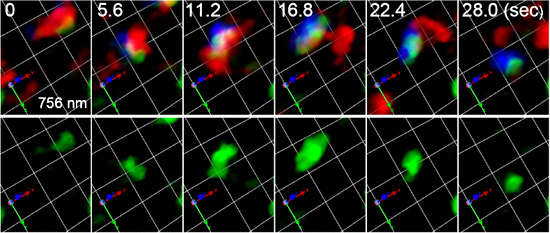 積荷タンパク質を保持したゴルジ体が成熟する様子の図