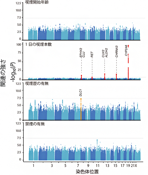 喫煙習慣4項目のゲノムワイド関連解析（GWAS）の結果の図