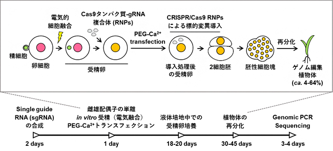 イネ受精卵へのCas9タンパク質-gRNA複合体の直接導入によるゲノム編集法の図
